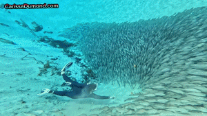 xsiteability.com - Carissa as Cat Woman in Underwater swim with the fish thumbnail